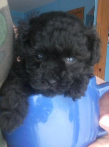 AKC Toy poodle puppies