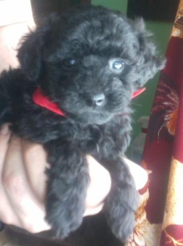 AKC toy Poodle Puppies