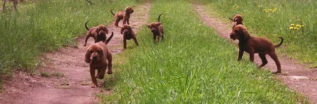AKC/ UKC Redbone Coonhound Puppies