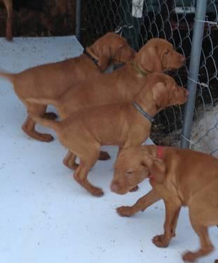 AKC Vizsla Puppies PRICE REDUCED 10 Weeks old
