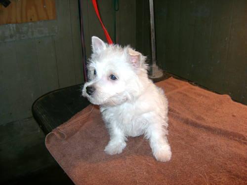 AKC West Highland White Terrier Puppy