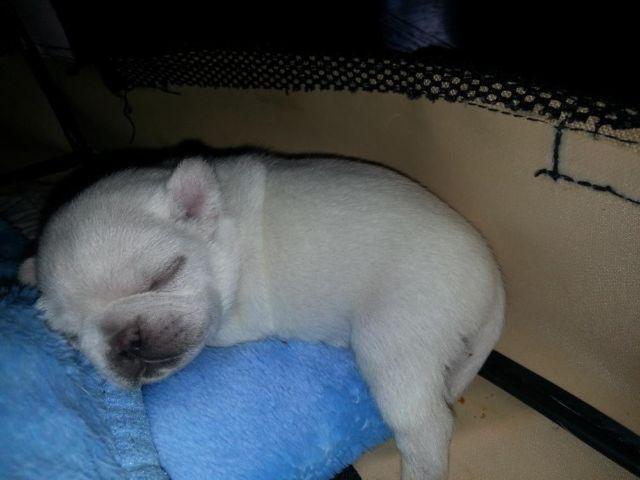 AKC WHITE MALE PUG PUPPY AVAILABLE
