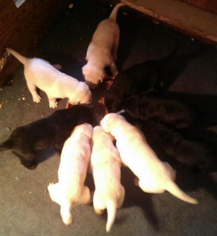 AKC Yellow and Black, Male and Female Lab Puppies