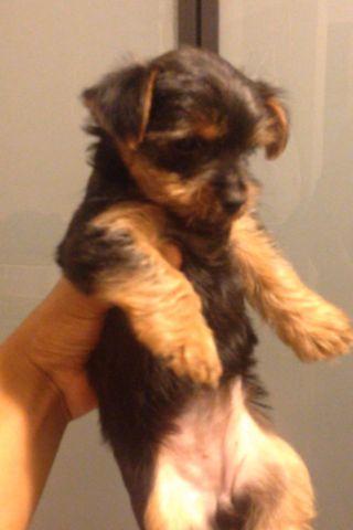 AKC Yorkie Puppies 10 weeks Old Ready for New Homes