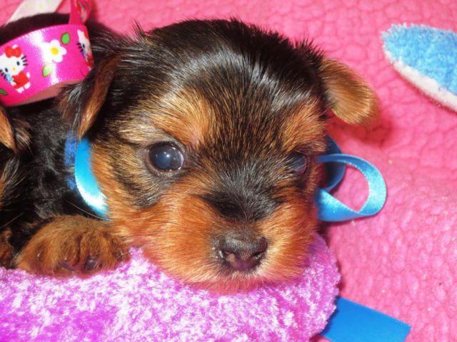 AKC Yorkie Yorkshire Terrier Male and Female - 9 weeks old