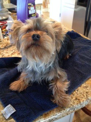 AKC YORKSHIRE TERRIER MALE W/ FULL BREEDING RIGHTS AVAILABLE TINY