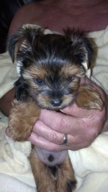Akc Yorkshire terrier puppies