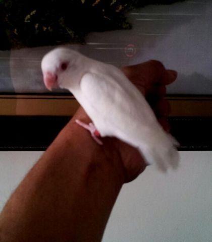 Albino Male, White Female & Blues Singles/pairs Parrotlets