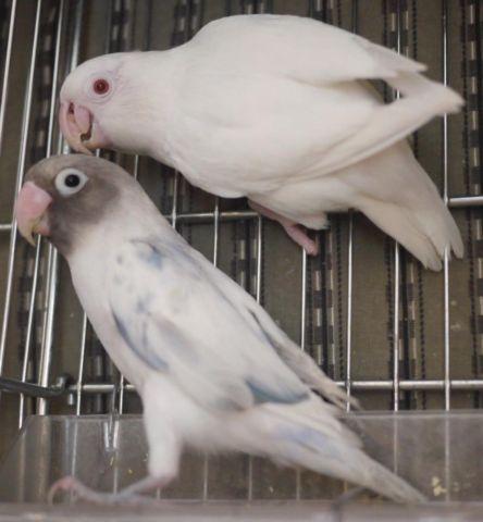 ALBINO & VIOLET PIED SPLIT TO ALBINO FISCHER LOVEBIRDS