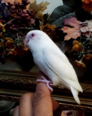 Albinos and White Fallows Females babies Parrotlets