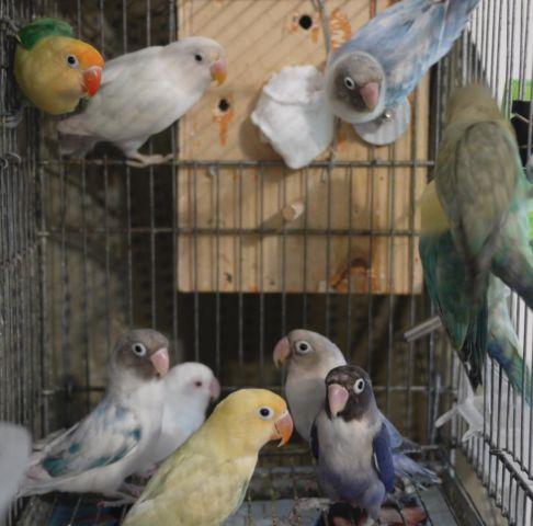 ALL FISCHER LOVEBIRDS MUST GO (Albinos, Sables and Violets)