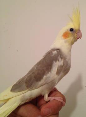 ALMOST WEANED MALE CINNAMON PIED COCKATIEL