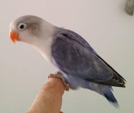 ALMOST WEANED OUT, FEMALE, VIOLET PIED LOVEBIRD