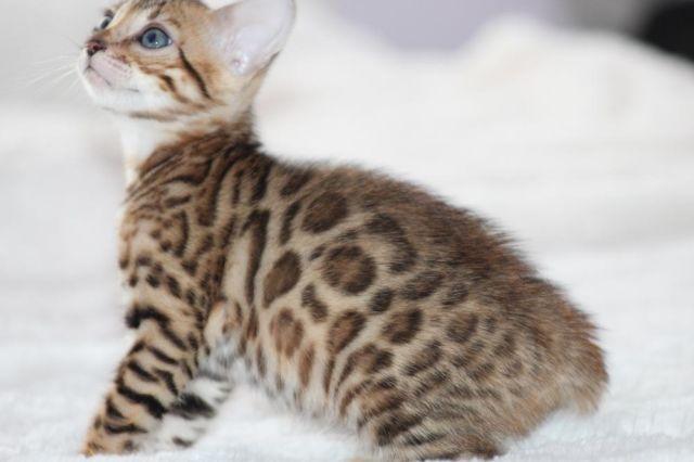 Amazing Bengal kittens