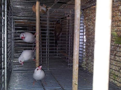 Amazing breeding colony of cockatiels for sale or trade