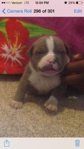 Amazing bullie bout bull pups for sale