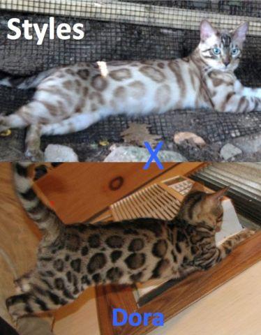 Amazing Litter of snow, charcoal, and golden rosetted Bengal Kittens