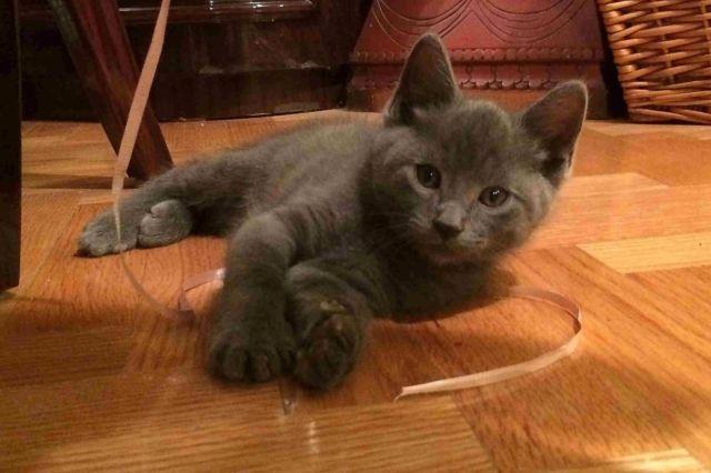 Amazing Russian Blue/Siberian kitten, hypoallergenic, male