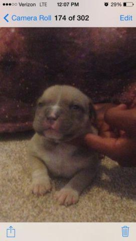 Amazing ukc bully puppies for cheap
