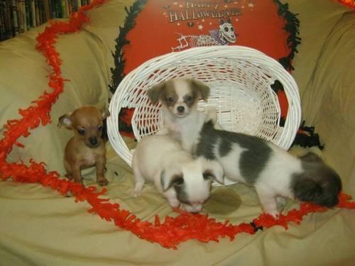 Amazingly Adorable Chihuahua Puppies in Connecticut-8 weeks old-$500