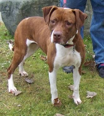 American Bulldog - Chessie/need Rescue - Large - Young - Female
