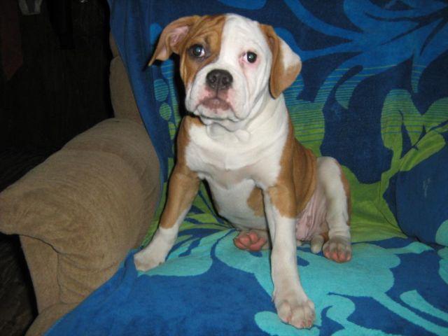 American Bulldog puppy-Reg. 6 months old