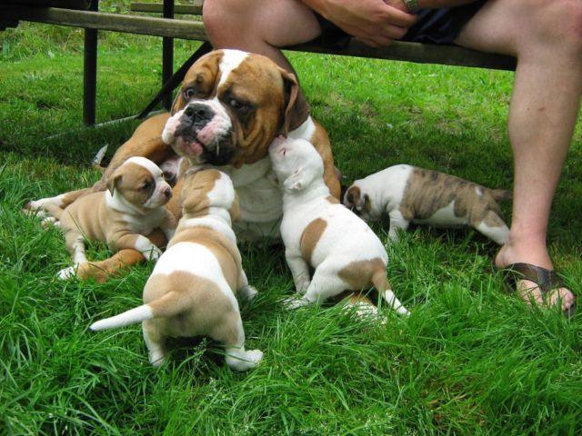 American Bulldog puppys 15 Weeks old ABRA Registered