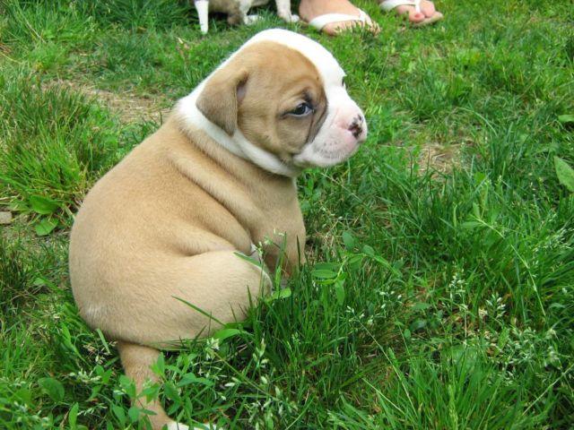 American Bulldog puppys 8 Weeks old ABRA papers for sale