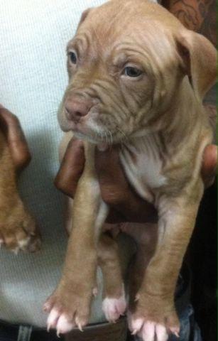 American Bully / ABPT Pups