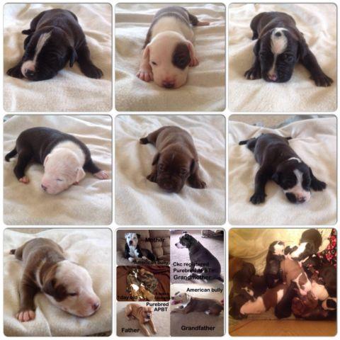 American bully/American pitbull terrier puppies with gotti blood