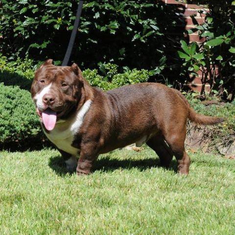 American Bully blue 19months old foundation male
