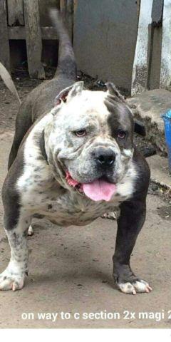 American bully exotic male