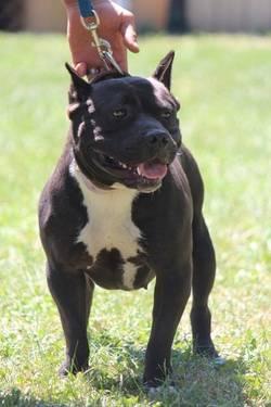 American Bully Female Adult for Sale Registered/Purebred