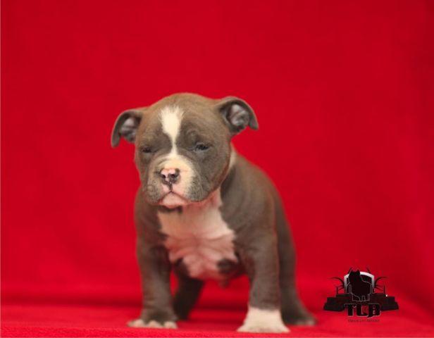 AMERICAN BULLY MICRO PUPS FOR SALE !!!