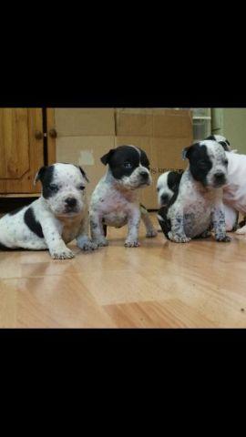 American Bully pup 2 males