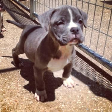 American Bully puppies for sale , GottiLine and Razors Edge
