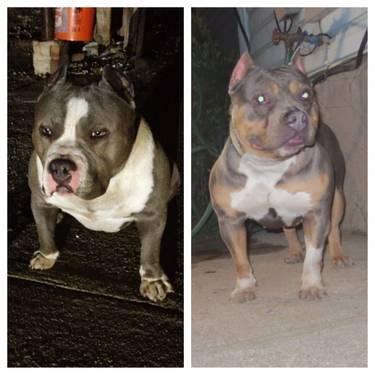 American Bully Pups On The Way