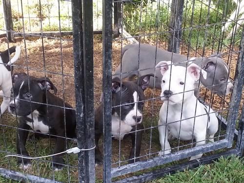 American BULLY pups ready to go