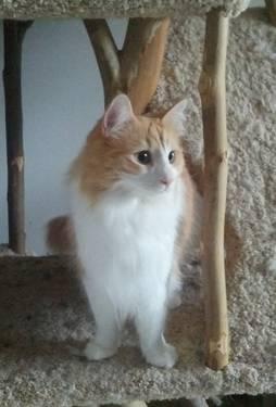 American Curl CFA neutered and vaccinated. Longhiared red/white very s