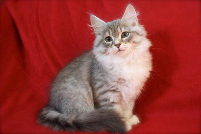 American Curl kittens available!