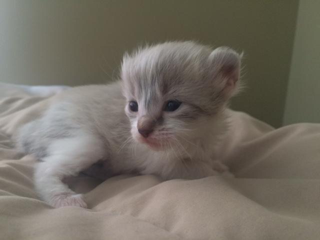 American Curl kittens available!