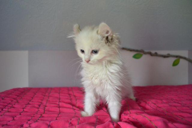 American Curl kittens for sale
