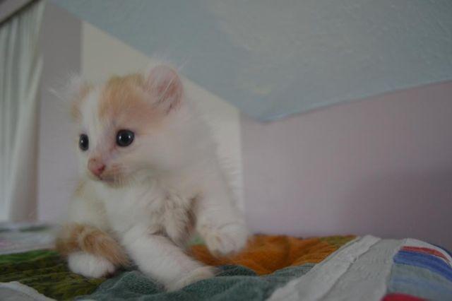 American Curl kittens for sale