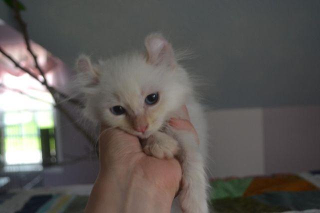 American Curl kittens just born!