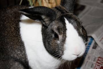 American - Leela - Small - Adult - Female - Rabbit