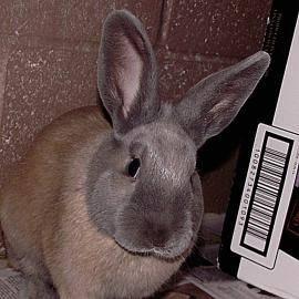 American - Mike - Small - Baby - Male - Rabbit