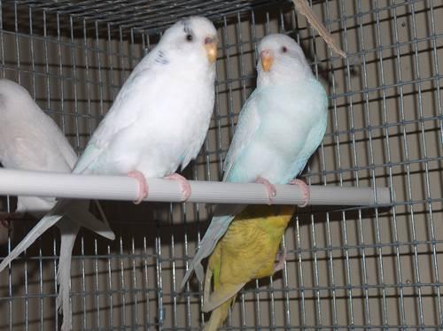 American Parakeet fertile Pair