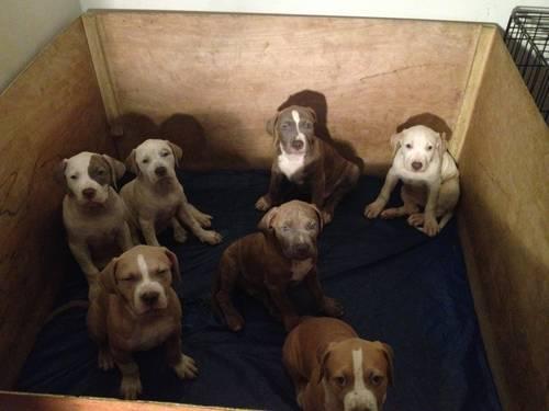 American Pit Bull Terrier Puppies 3 Males available-10 Weeks Old)