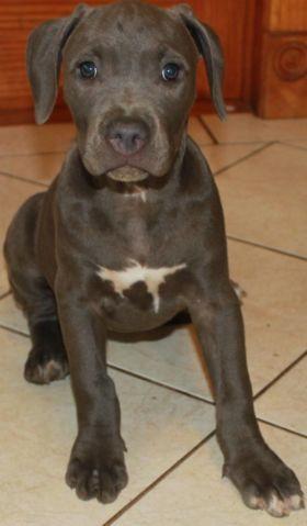 American pit bull terrier puppies for sale