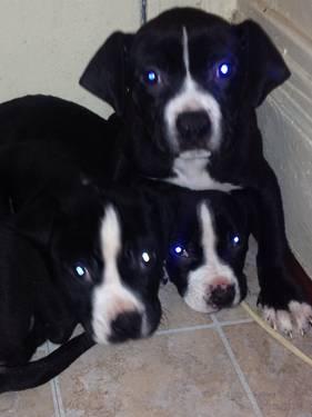 American Pit bull Terriers-11weeks old black and white